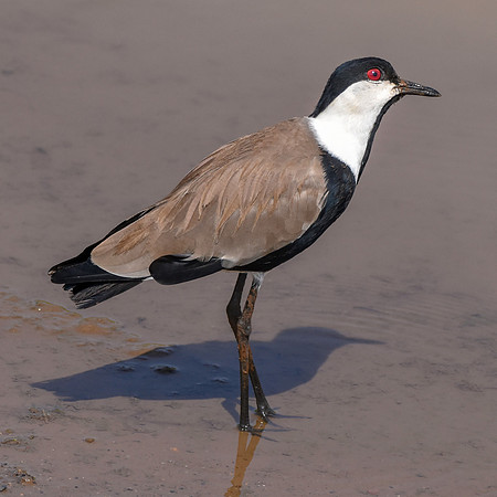 Spur winged lapwing / plover