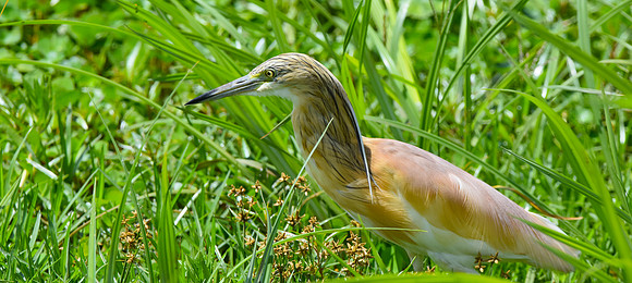 Squacco heron