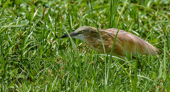 Squacco heron