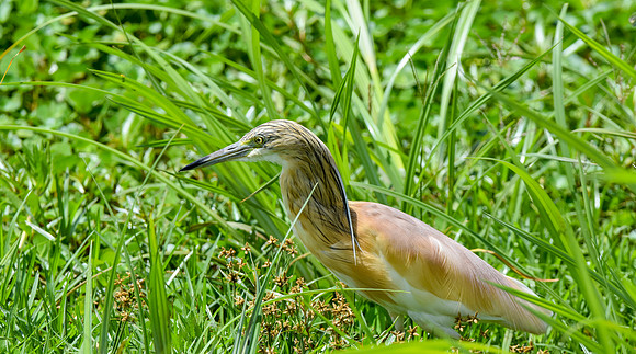 Squacco heron