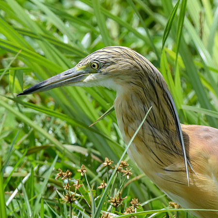 Squacco heron