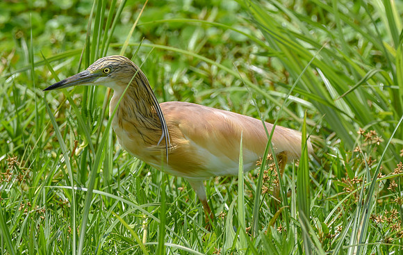 Squacco heron