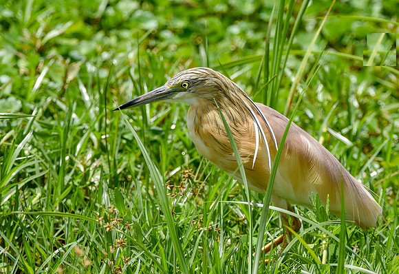 Squacco heron