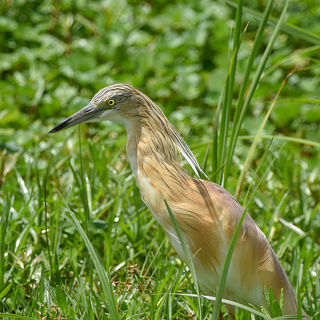 Squacco heron