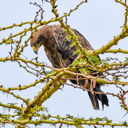 Steppe buzzard