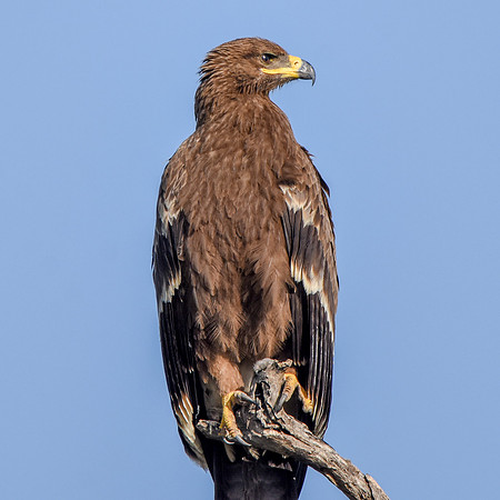 Steppe eagle