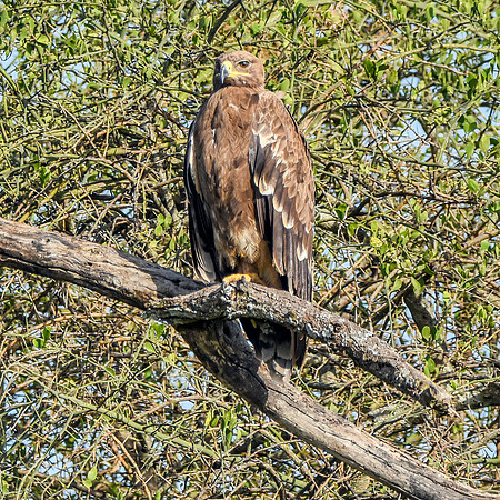 Steppe eagle