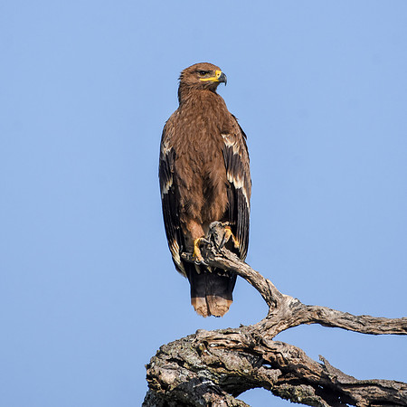 Steppe eagle