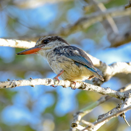 Striped kingfisher