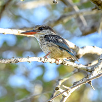 Striped kingfisher
