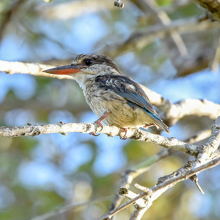 Striped kingfisher