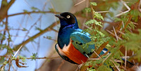 Superb starling