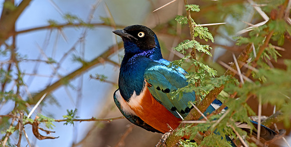 Superb starling