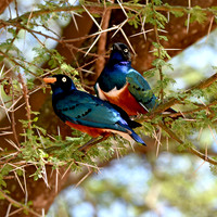 Superb starling