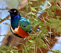 Superb starling
