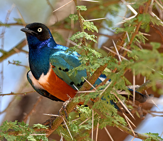 Superb starling