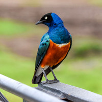 Superb starling