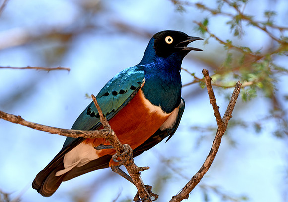 Superb starling