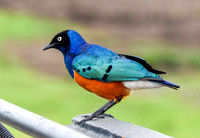 Superb starling