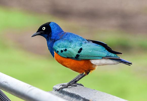 Superb starling