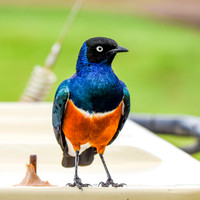 Superb starling