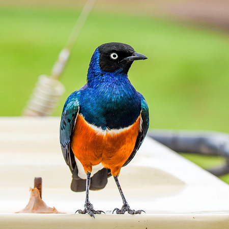 Superb starling