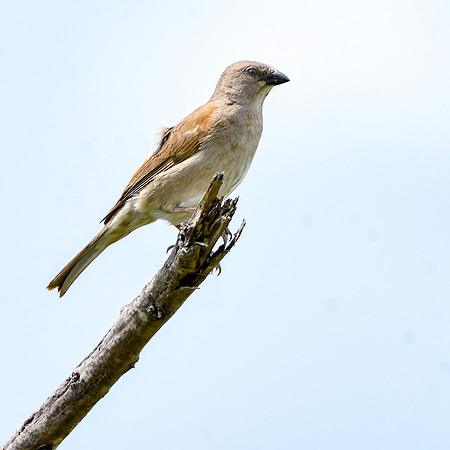 Swahili sparrow