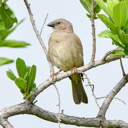 Swahili sparrow