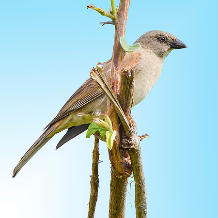 Swahili sparrow