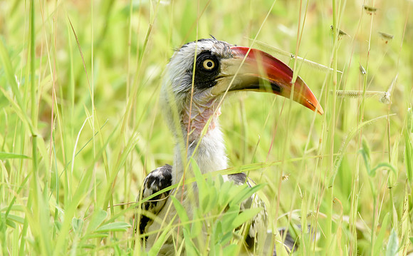 Tanzanian red-billed hornbill, male