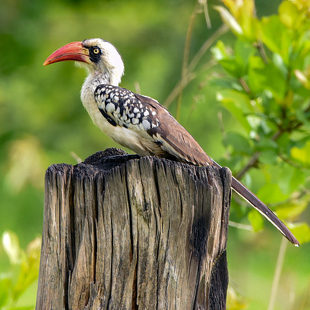 Tanzanian red-billed hornbill, female