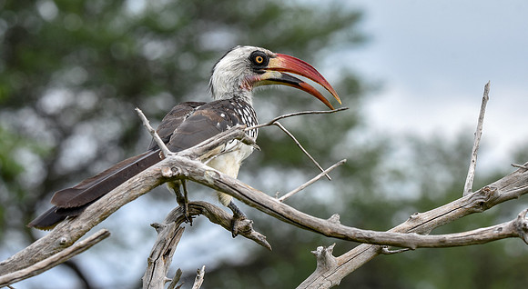 Tanzanian red-billed hornbill, male