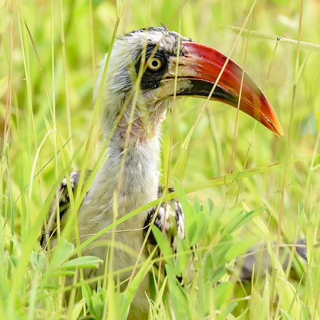 Tanzanian red-billed hornbill, male