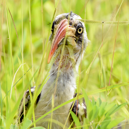Tanzanian red-billed hornbill, male