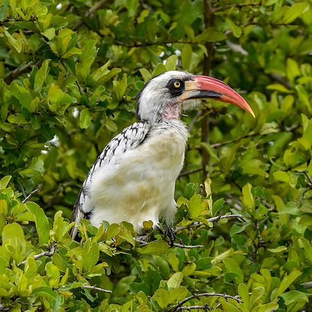 Tanzanian red-billed hornbill, male