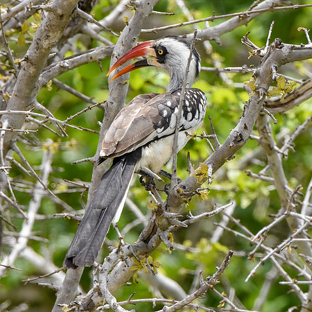 Tanzanian red-billed hornbill, male