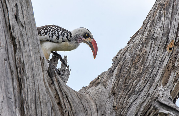 Tanzanian red-billed hornbill, male
