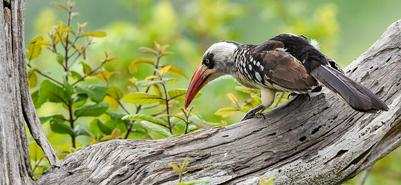Tanzanian red-billed hornbill, female