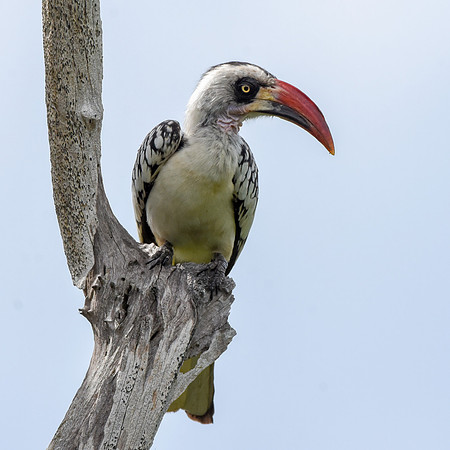 Tanzanian red-billed hornbill, male