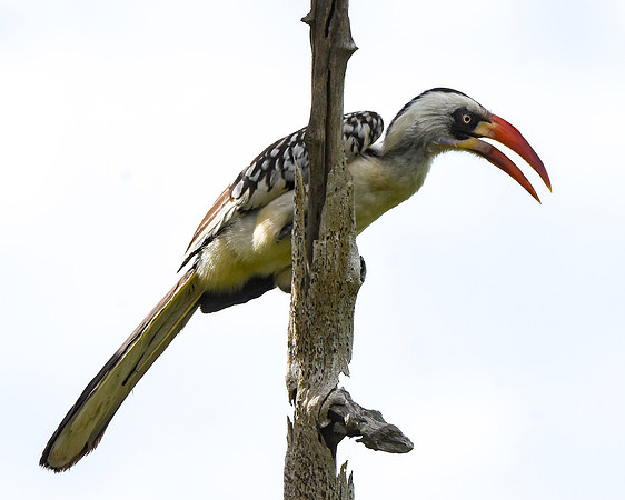 Tanzanian red-billed hornbill, female