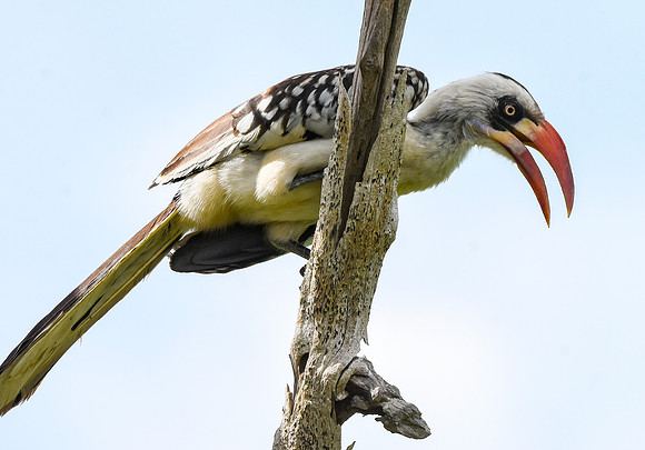 Tanzanian red-billed hornbill, female
