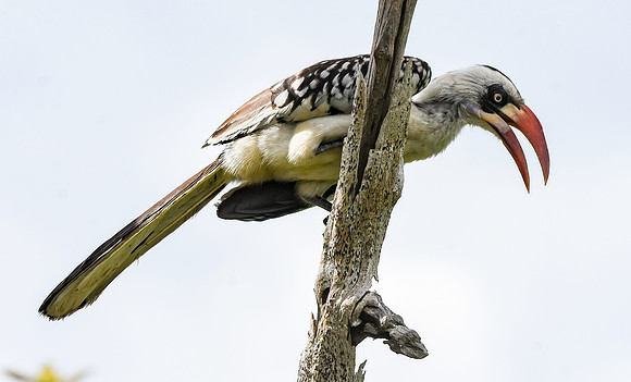 Tanzanian red-billed hornbill, female