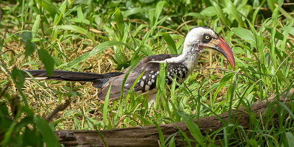 Tanzanian red-billed hornbill, male