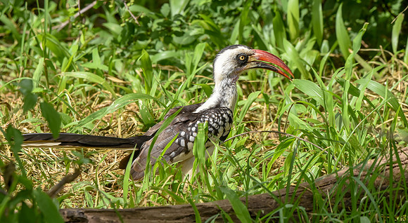 Tanzanian red-billed hornbill, male