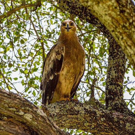 Tawny eagle