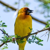 Vitelline masked weaver