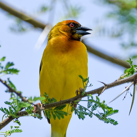 Vitelline masked weaver