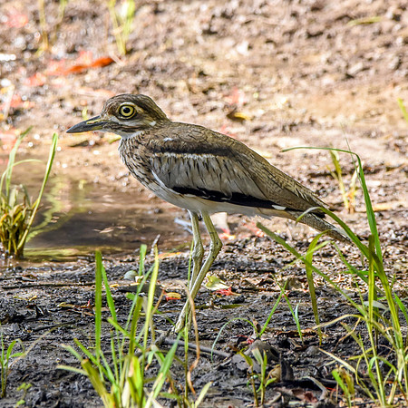 Water thick knee