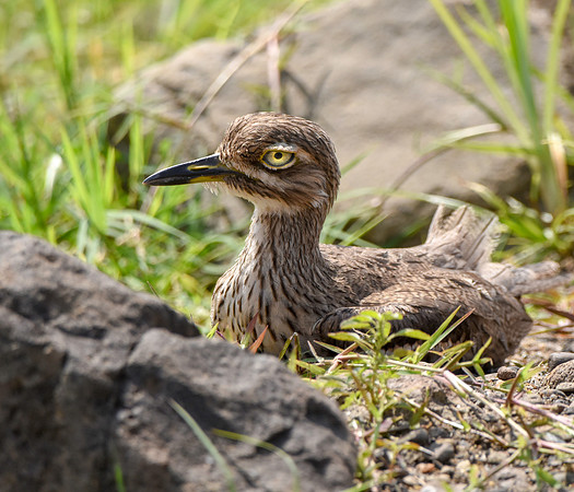 Water thick knee
