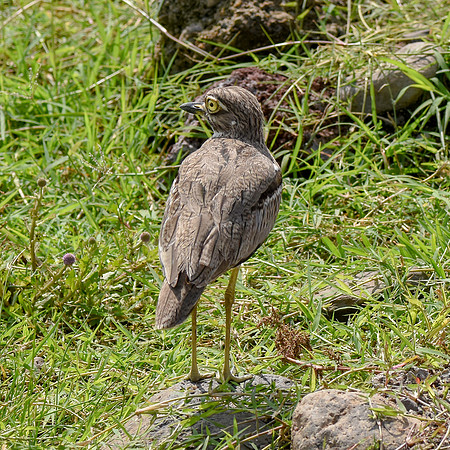 Water thick knee